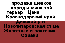 продажа щенков породы мини той-терьер › Цена ­ 5 500 - Краснодарский край, Динской р-н, Новотитаровская ст-ца Животные и растения » Собаки   